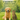 D-Mannose for Dogs & Cats: The Complete 2025 Guide to Natural UTI Prevention