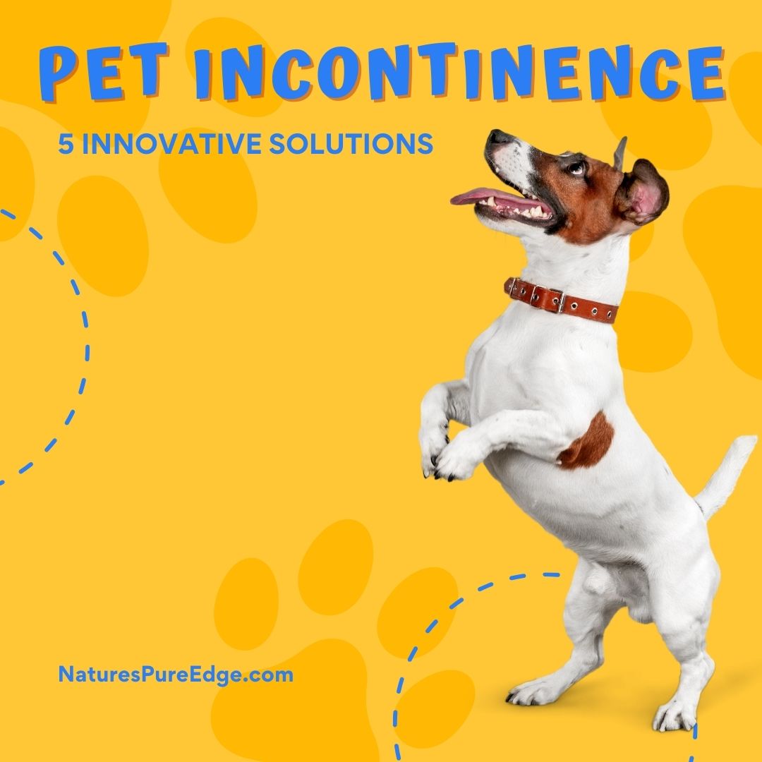 5 Innovative Pet Incontinence Solutions – Nature's Pure Edge