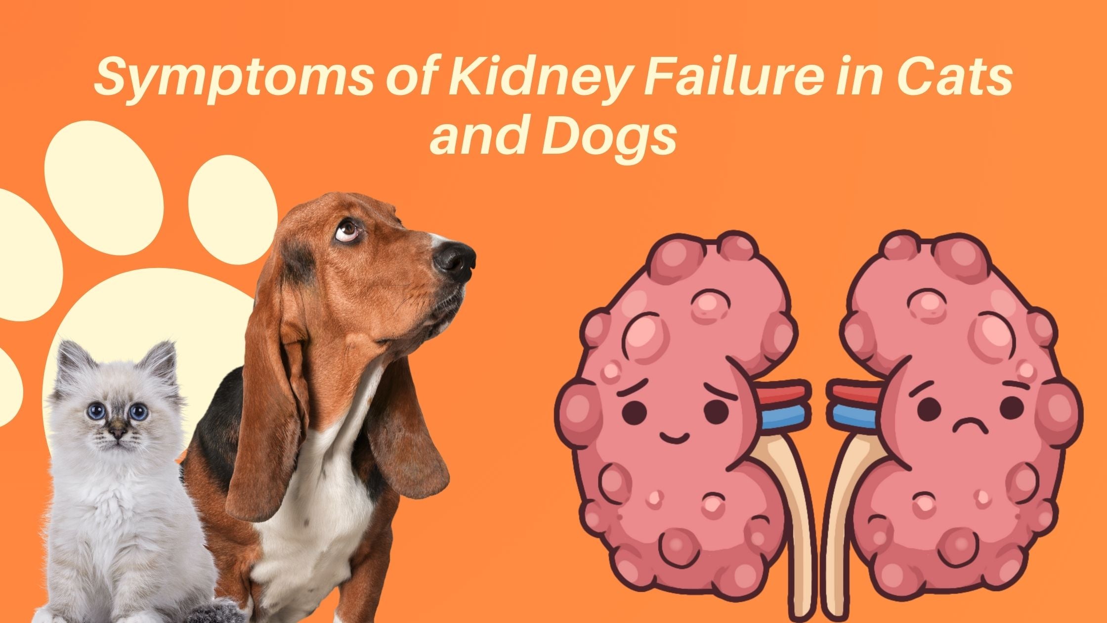Kidney Failure in Cats & Dogs: Owners Guide to Prevention & Care ...